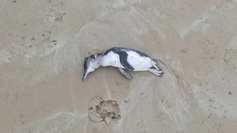 Deceased Penguin on the beach
