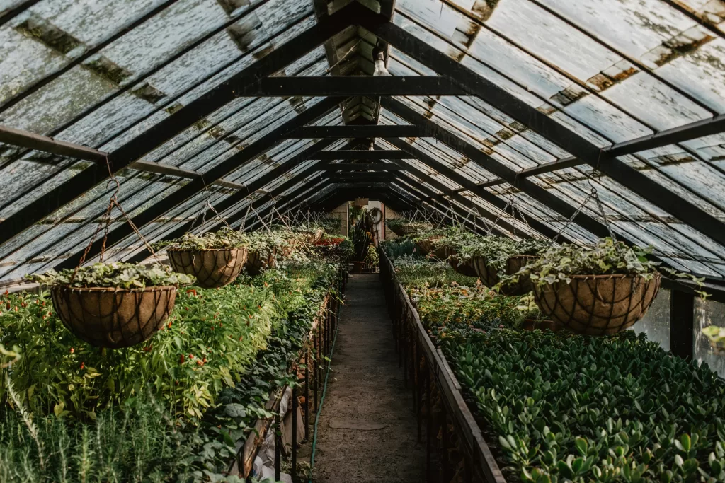 pexels-photo-31665672-31665672 Explore a lush greenhouse filled with diverse plants and hanging baskets, creating a thriving indoor garden.