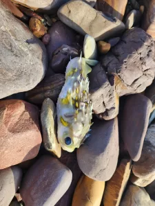 algal bloom dead pufferfish
