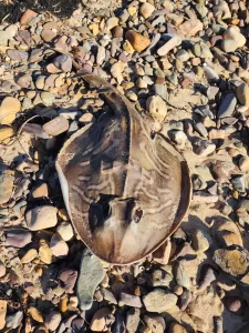 algal bloom dead ray