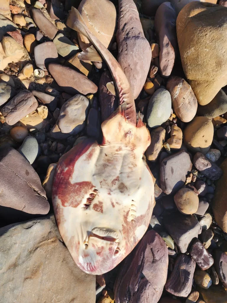 Deceased Southern Fiddler Ray on the beach