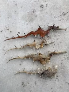 algal bloom dead seahorse