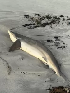 algal bloom dead shark