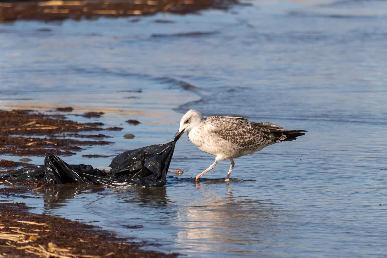 A seagull pulls a black plastic bag from the sea with its beak.