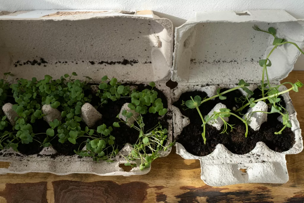 Two cardboard egg-cartons sit side by side. They are filled with soil. Small seedlings are sprouting.