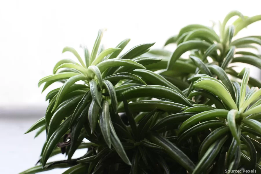 green house plant
