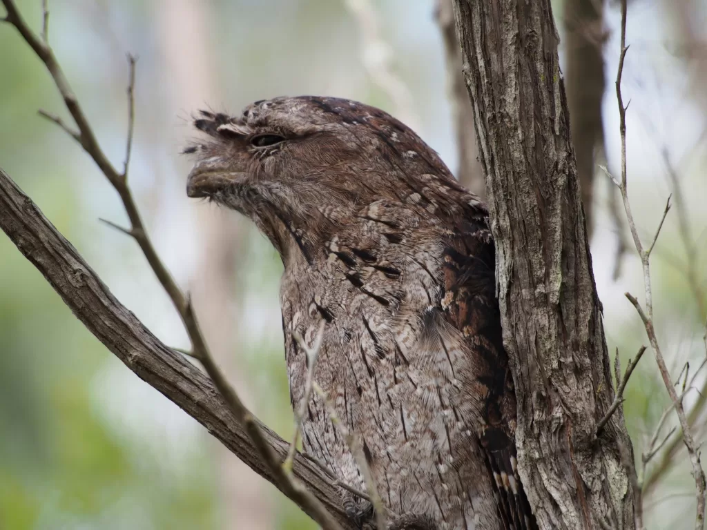 tawny frogmouth bird sleeping