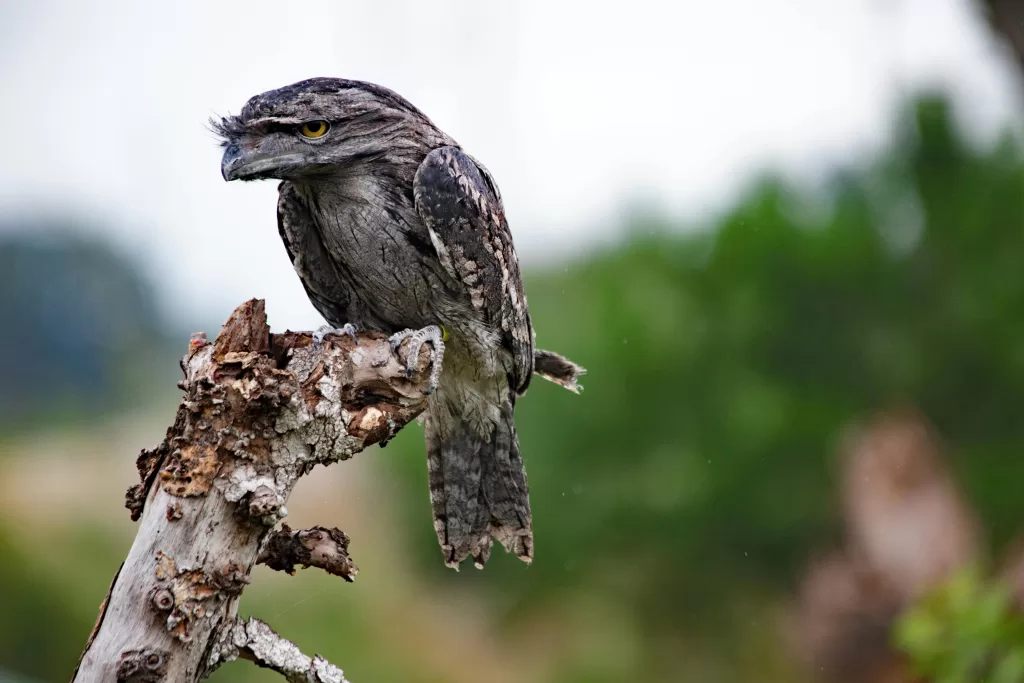 The Tawny Frogmouth